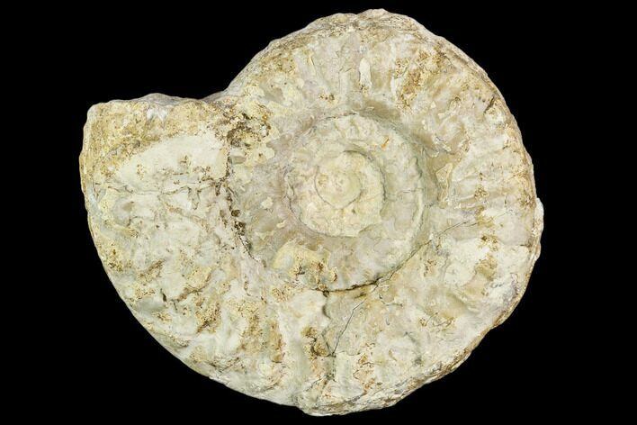 Fossil Ammonite (Hildoceras)- England #110797